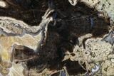 Long, Petrified Wood (Schinoxylon) Limb - Blue Forest, Wyoming #172026-2